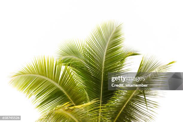 palm tree against white background with copy space - palm tree on white stock pictures, royalty-free photos & images