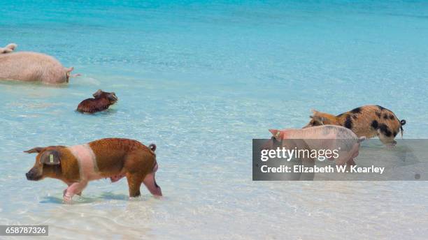 wild pigs in the bahamas - pig water stock pictures, royalty-free photos & images