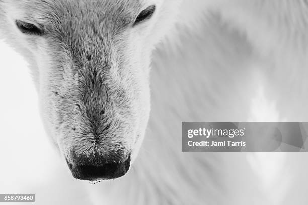 close-up of the face of an adult polar bear, black and white - polar bear stock-fotos und bilder