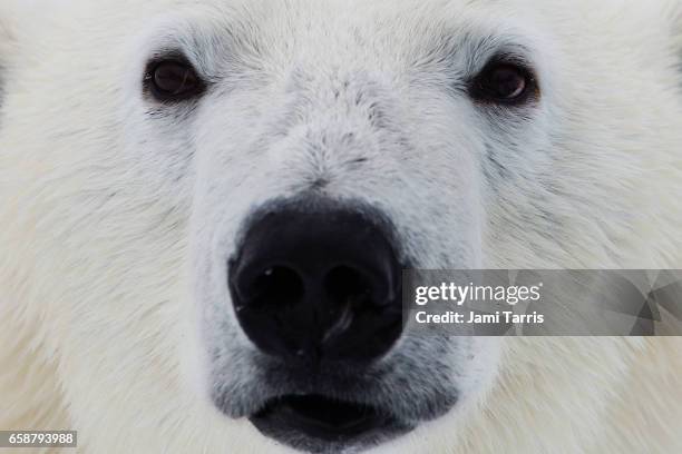 close-up of the face of an adult polar bear - polar bear stock pictures, royalty-free photos & images