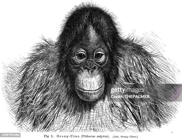 young orangutan engraving 1895 - orang utan stock illustrations
