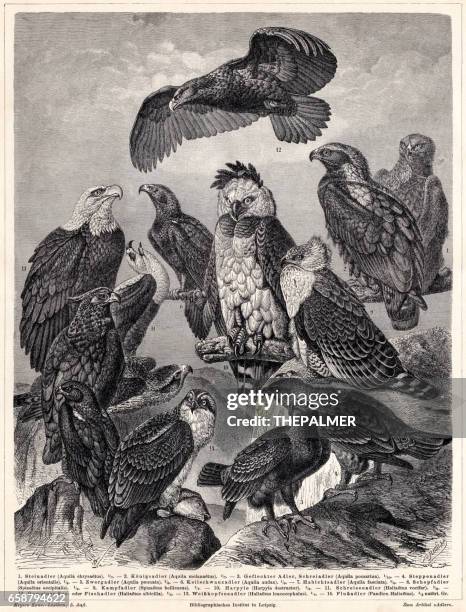 stockillustraties, clipart, cartoons en iconen met eagles gravure 1895 - harpij arend