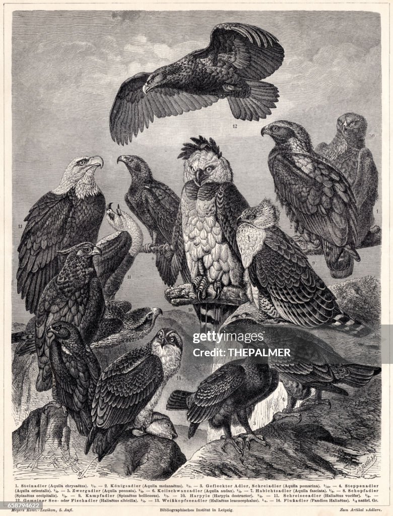 Eagles engraving 1895