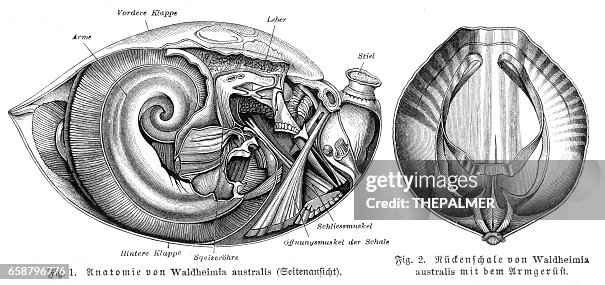 Anatomy Of Shell Engraving 1895 High-Res Vector Graphic - Getty Images