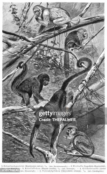 monkeys engraving 1895 - silvery marmoset stock illustrations