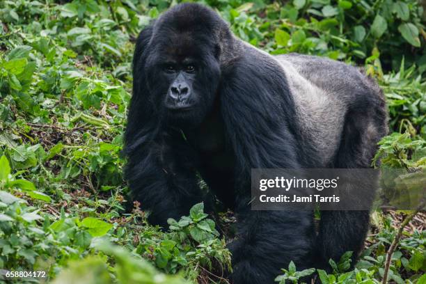 a silver-backed mountain gorilla walking through the forest - gorilla walking stock pictures, royalty-free photos & images