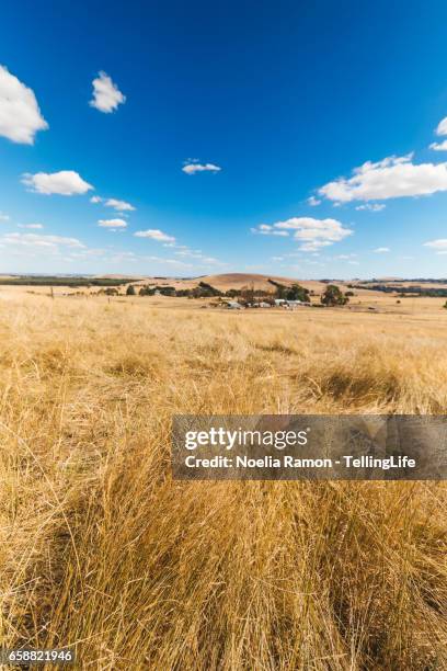 view of a rural scene in a farm, in victoria, australia - daylesford victoria stock pictures, royalty-free photos & images