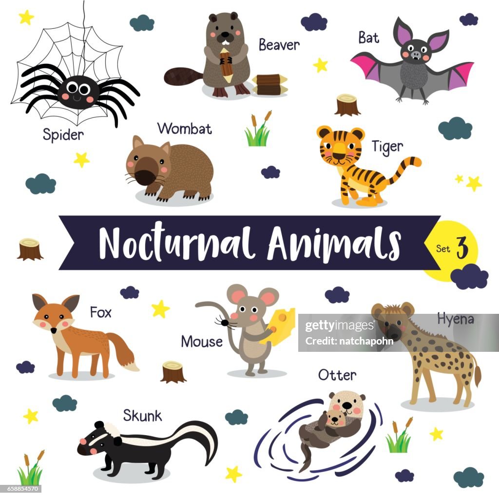 Nocturnal Animal Cartoon With Animal Name Vector Illustration Set 3  High-Res Vector Graphic - Getty Images
