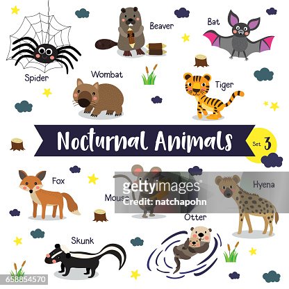 Nocturnal Animal Cartoon With Animal Name Vector Illustration Set 3  High-Res Vector Graphic - Getty Images