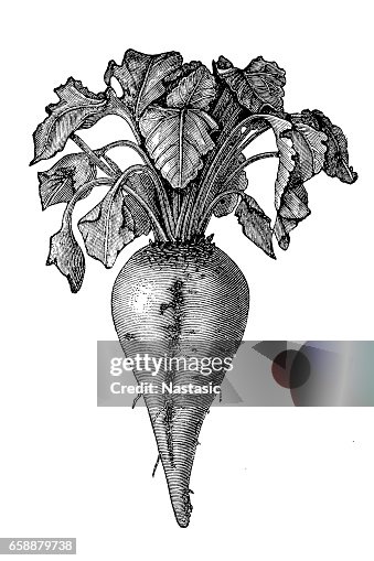 Sugar beet (Beta vulgaris) Sugar beet (Beta vulgaris)