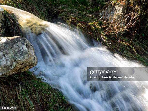 birth of a river of water mountain cleans, that appears from a hole in a rock with roots and moss in the nature - limpio stockfoto's en -beelden