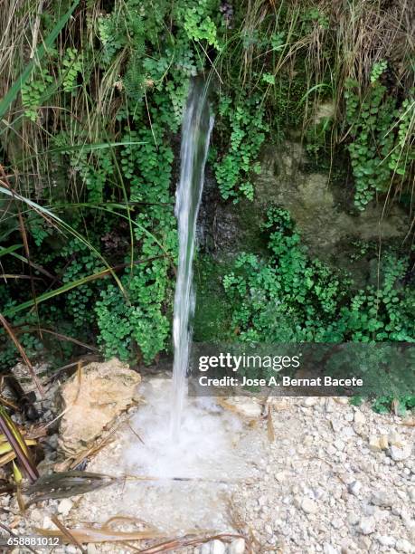 natural drinking fountain that it is born in the mountain - hoja te verde stockfoto's en -beelden