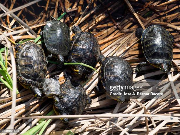red-eared sliders / red-eared terrapins (trachemys scripta elegans / pseudemys scripta elegans / emys elegans) group resting on log in lake - grupo mediano de animales stock-fotos und bilder
