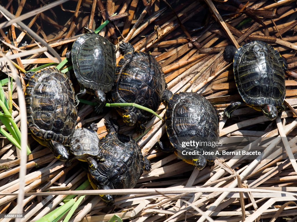 Red-eared sliders / red-eared terrapins (Trachemys scripta elegans / Pseudemys scripta elegans / Emys elegans) group resting on log in lake