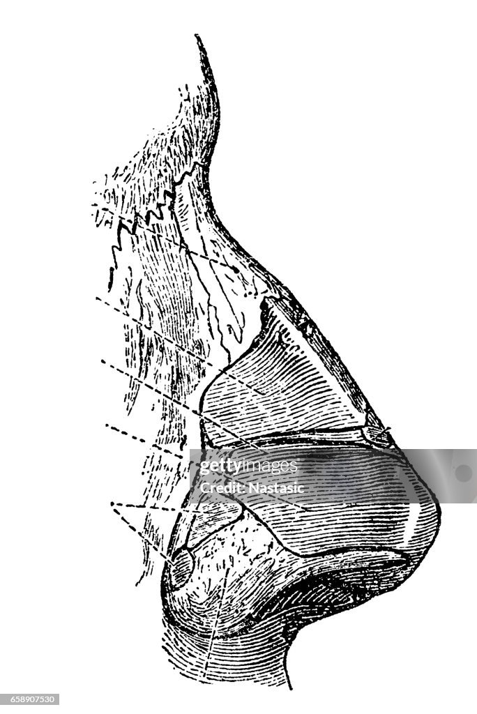 Human nose section