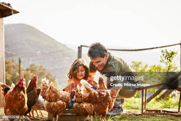 glücklicher vater und tochter fütterung hühner auf der farm - henne stock-fotos und bilder