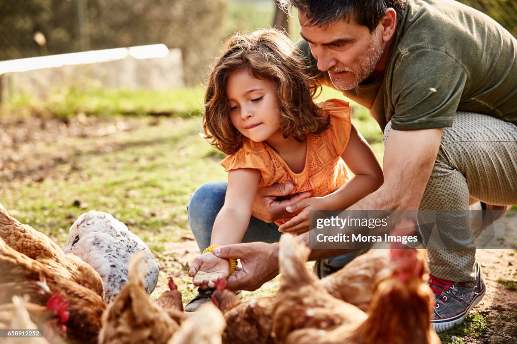 Vater Tochter in der Fütterung der Hühner auf der Farm zu unterstützen