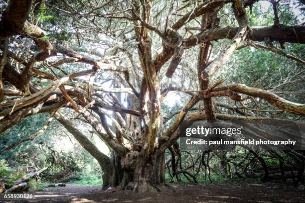 yew trees at kingley vale national nature reserve - tejo fotografías e imágenes de stock