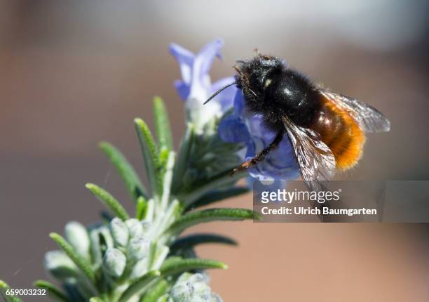 Pesticides frequently used in agriculture are largely responsible for the rapid extinction of bumblebees and bees. The insects are increasingly in...