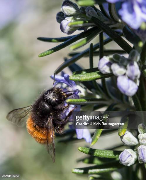 Pesticides frequently used in agriculture are largely responsible for the rapid extinction of bumblebees and bees. The insects are increasingly in...
