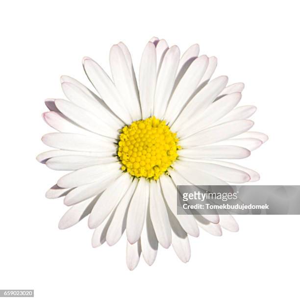 daisy - draufsicht stock pictures, royalty-free photos & images