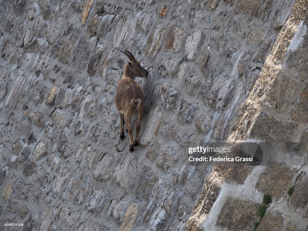 Wild Ibex Goats Climbing On Steet Dam Wall To Lick The Saltpetre Off The Stones