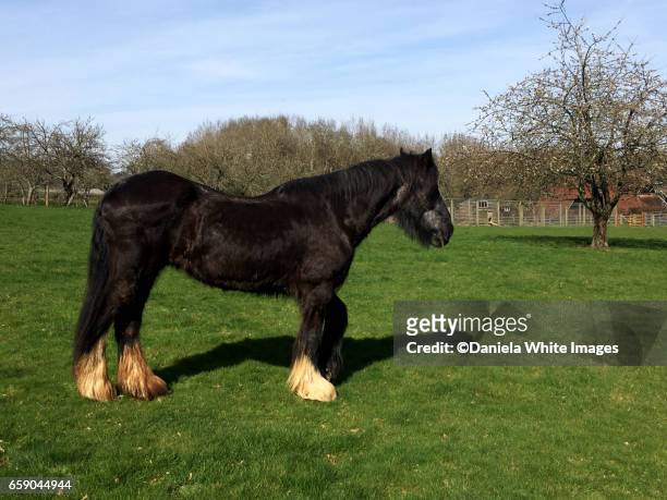 shire horse - shire horse stock pictures, royalty-free photos & images