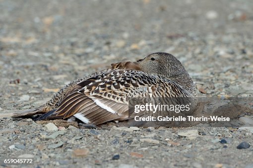 Common Eider Common Eider