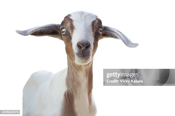 studio portrait of cute goat against white background - goat foto e immagini stock