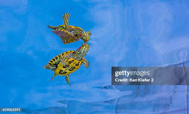 red-eared slider, freshwater turtle, league city, texas, usa - freshwater turtle stock pictures, royalty-free photos & images