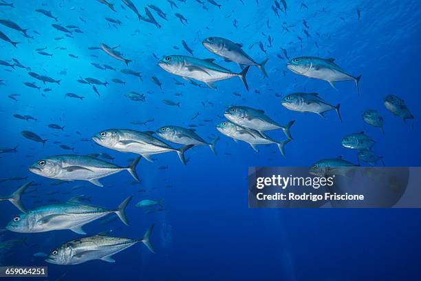 underwater view of school of one eyed jacks (caranx sexfasciatus), san benedicto, colima, mexico - school of fish stock pictures, royalty-free photos & images