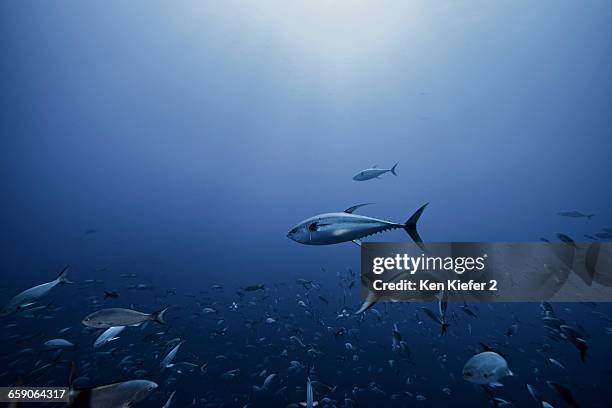 1,246 Chasing Fish Stock Photos, High-Res Pictures, and Images - Getty ...