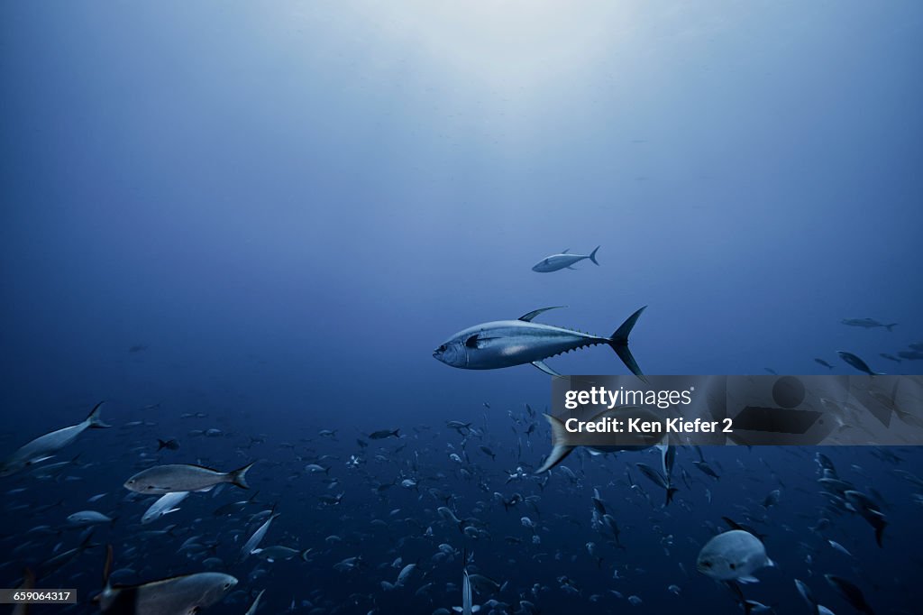 Tuna chasing baitfish, Socorro, Mexico