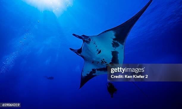 giant ocean manta ray with scuba diver at roca partida island, socorro, mexico - socorro island stock pictures, royalty-free photos & images