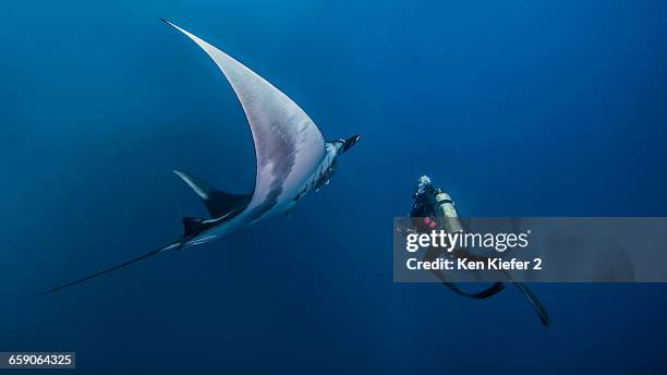 giant ocean manta ray with scuba diver at roca partida island, socorro, mexico - socorro island stock pictures, royalty-free photos & images