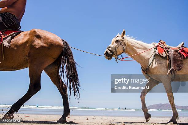 man riding and leading horses, tamarindo beach, guanacaste, costa rica - playa tamarindo - fotografias e filmes do acervo