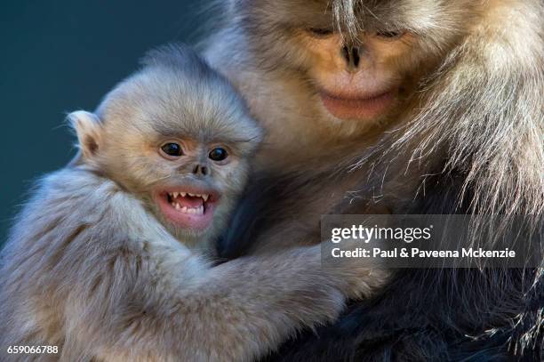 baby black snub-nosed monkey (yunnan snub-nosed monkey),(rhinopithecus bite) clinging - yunnan snub nosed monkey stock-fotos und bilder