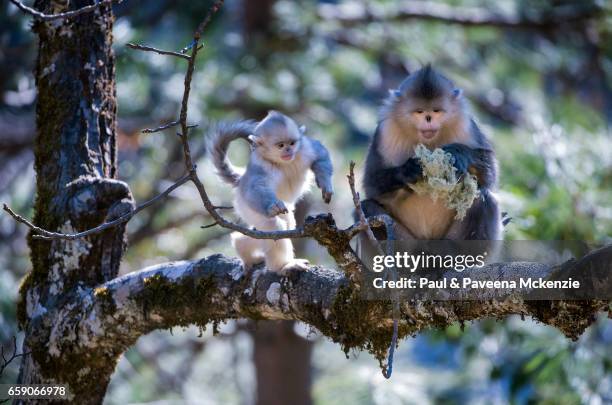 adult and baby black snub-nosed monkeys (yunnan snub-nosed monkey),(rhinopithecus bieti) - yunnan snub nosed monkey stock-fotos und bilder