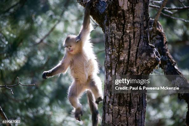 black snub-nosed monkey (yunnan snub-nosed monkey),(rhinopithecus bite) swinging from tree - yunnan snub nosed monkey stock-fotos und bilder