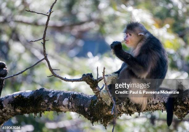 adult black snub-nosed monkey (yunnan snub-nosed monkey),(rhinopithecus bite) sitting on tree branch eating lichen - yunnan snub nosed monkey stock-fotos und bilder