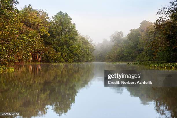 rainforest on shore of river, orinoco river, orinoco delta, venezuela - orinoco delta stock pictures, royalty-free photos & images