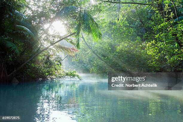 sun shining through trees on river, orinoco river, orinoco delta, venezuela - south america stock-fotos und bilder