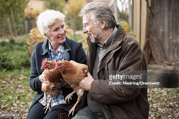 mature couple holding chicken birds in the farm, bavaria, germany - hen stock pictures, royalty-free photos & images