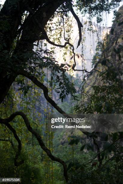 jungle - mouillé - fotografias e filmes do acervo