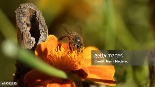 bee - pollinisation stock pictures, royalty-free photos & images