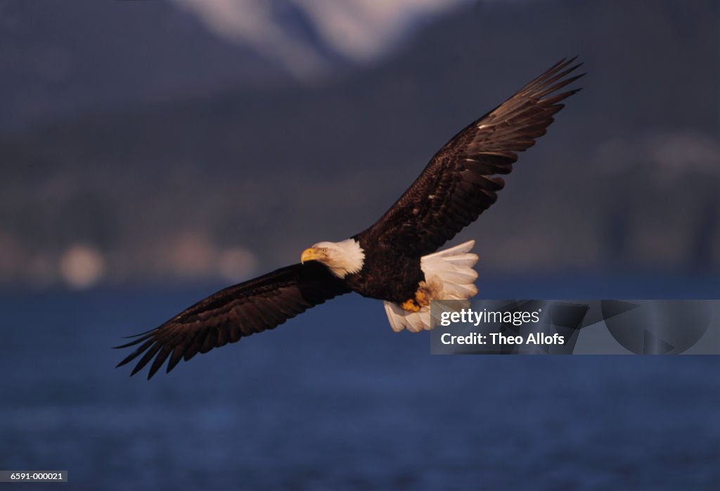 Bald Eagle Flying over Ocean