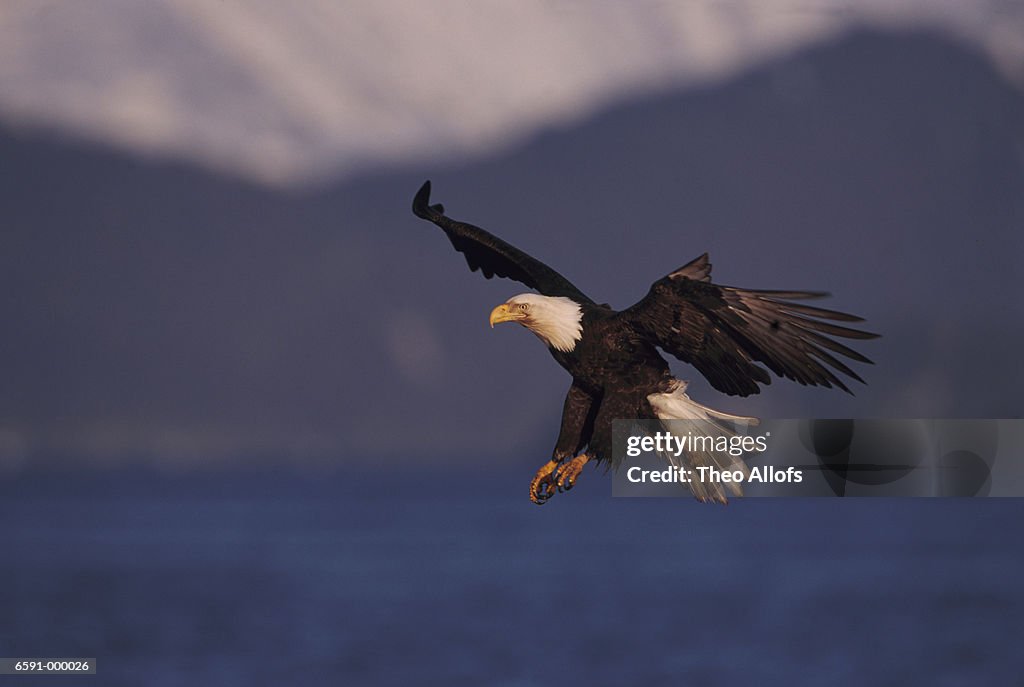 Bald Eagle Descends to Ocean