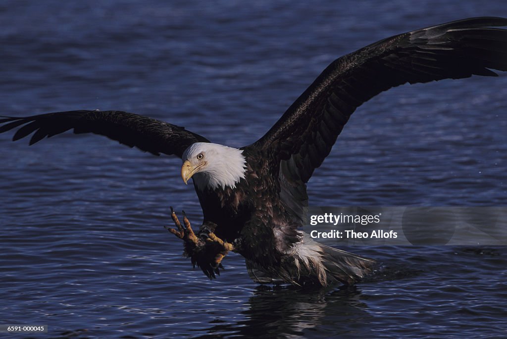 Bald Eagle Descends to Ocean