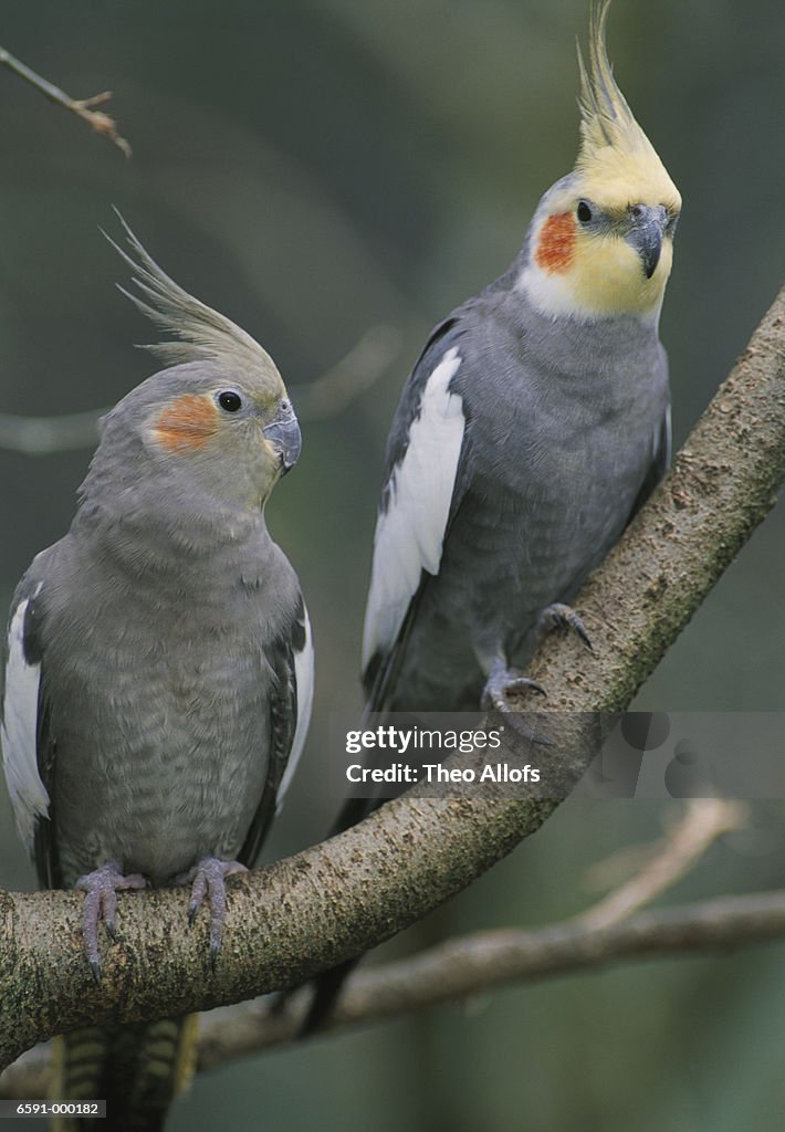 Pair of Cockatiels on Branch