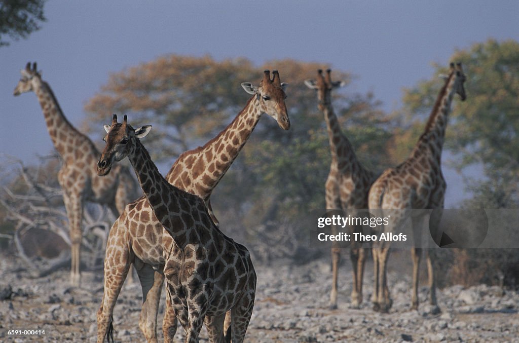 Herd of Giraffes near Trees